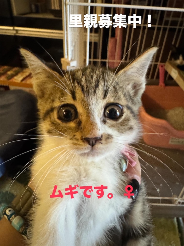 f:id:mp87:20250701000146j:image