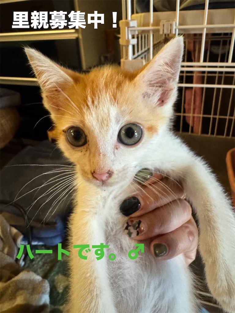 f:id:mp87:20250701000152j:image