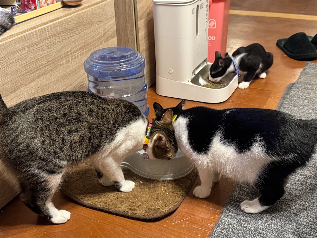 f:id:mp87:20250820215505j:image