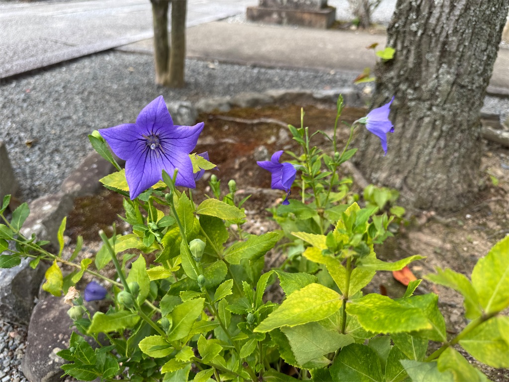 f:id:mp87:20250923194421j:image