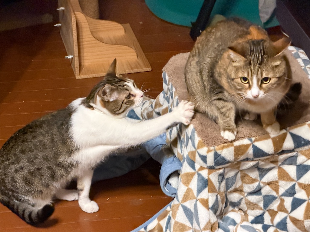 f:id:mp87:20251109211419j:image f:id:mp87:20251109211419j:image