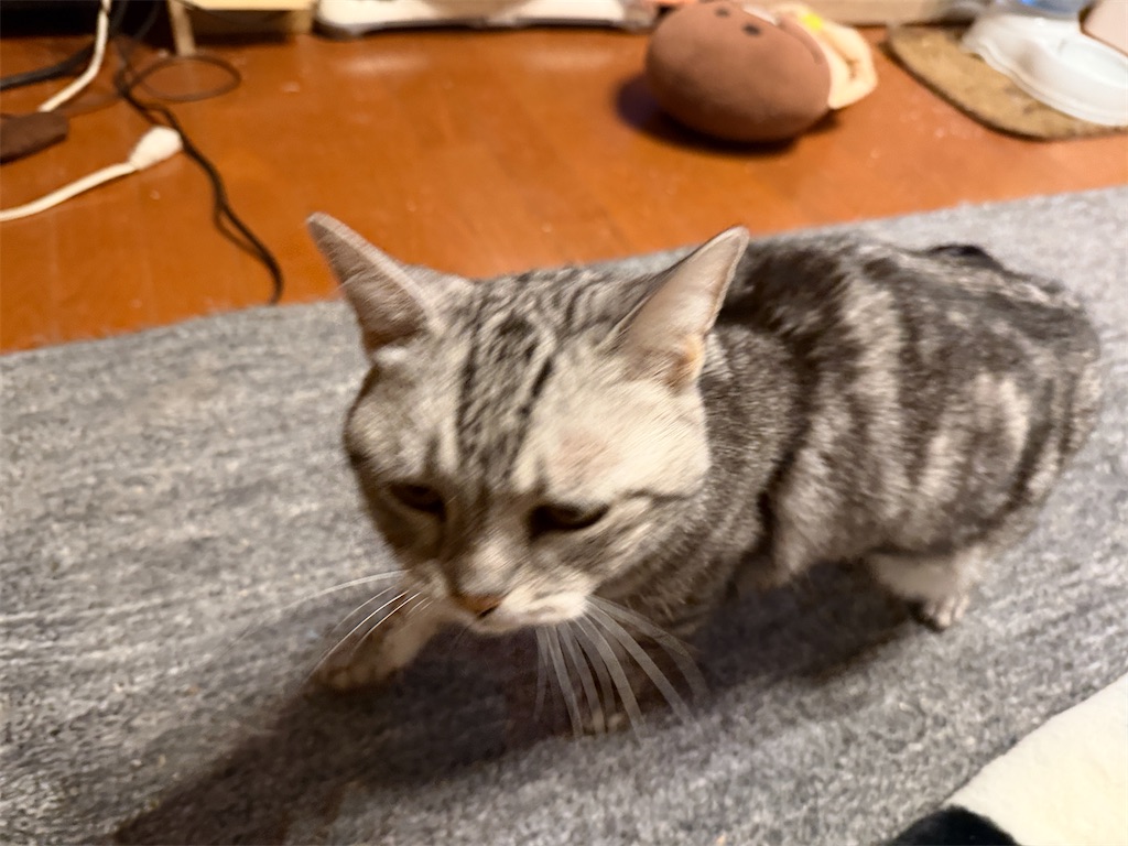 f:id:mp87:20251130213922j:image