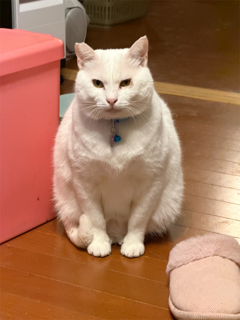 f:id:mp87:20251209215628j:image