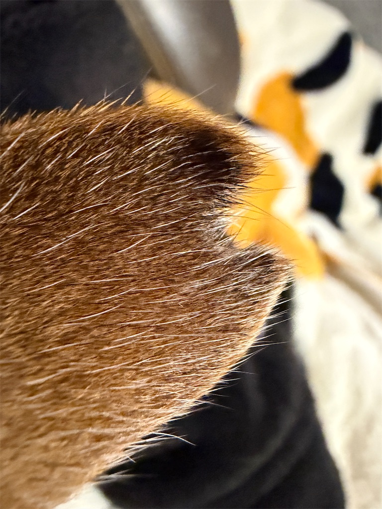 f:id:mp87:20251215223022j:image