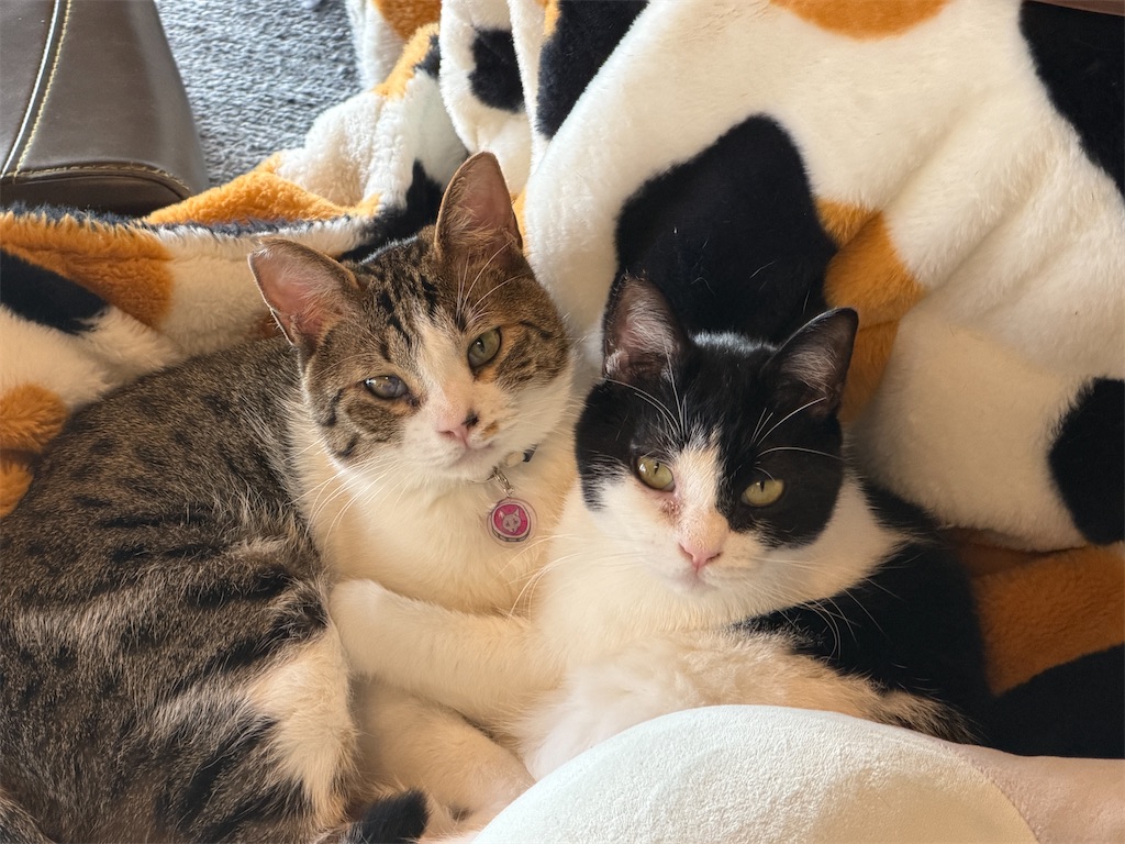 f:id:mp87:20260107213237j:image