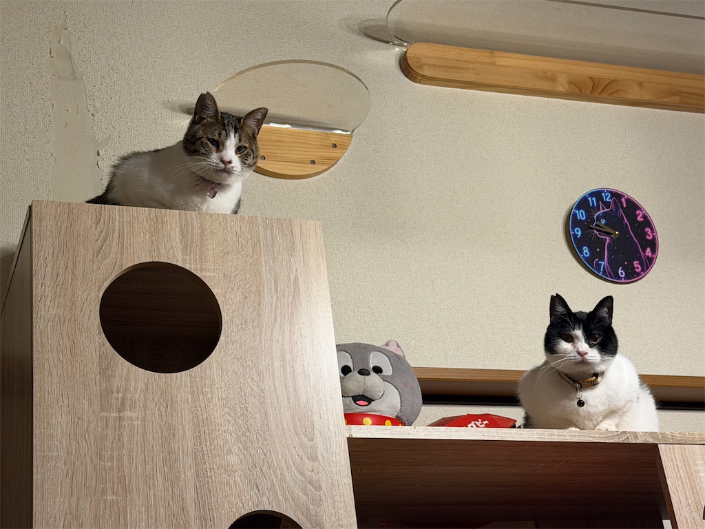 f:id:mp87:20260128231056j:image