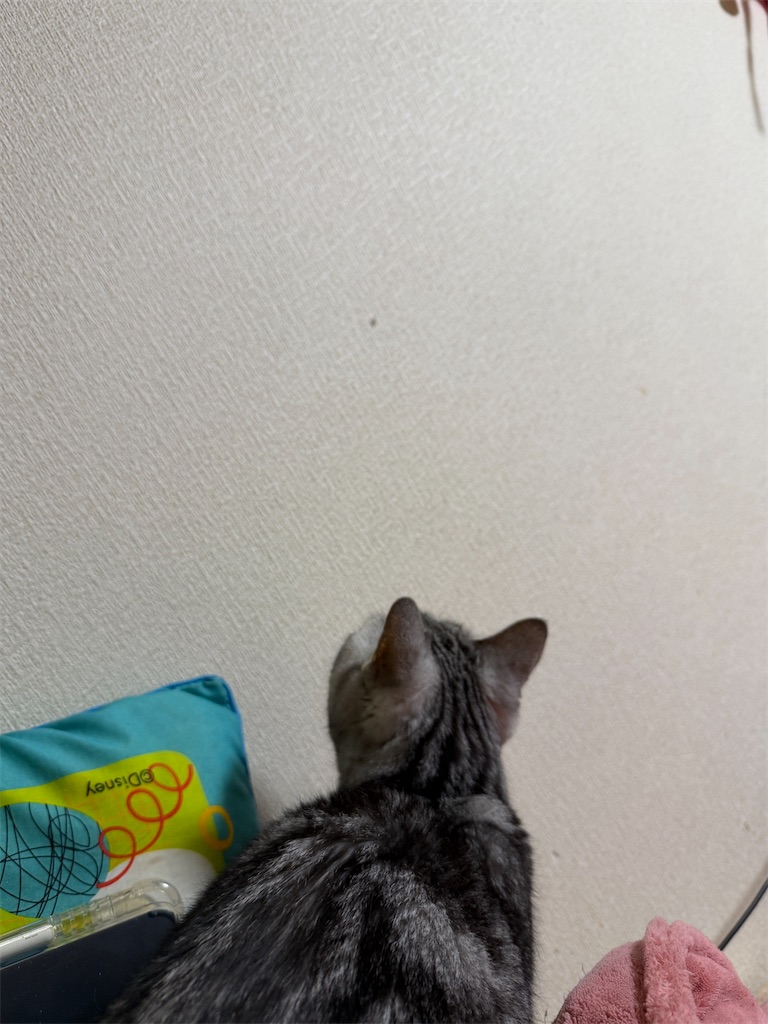 f:id:mp87:20260215214833j:image