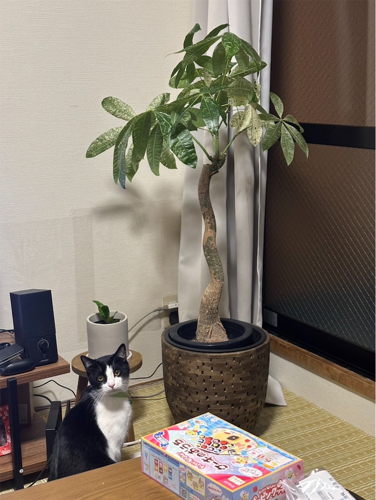 f:id:mp87:20260217222912j:image