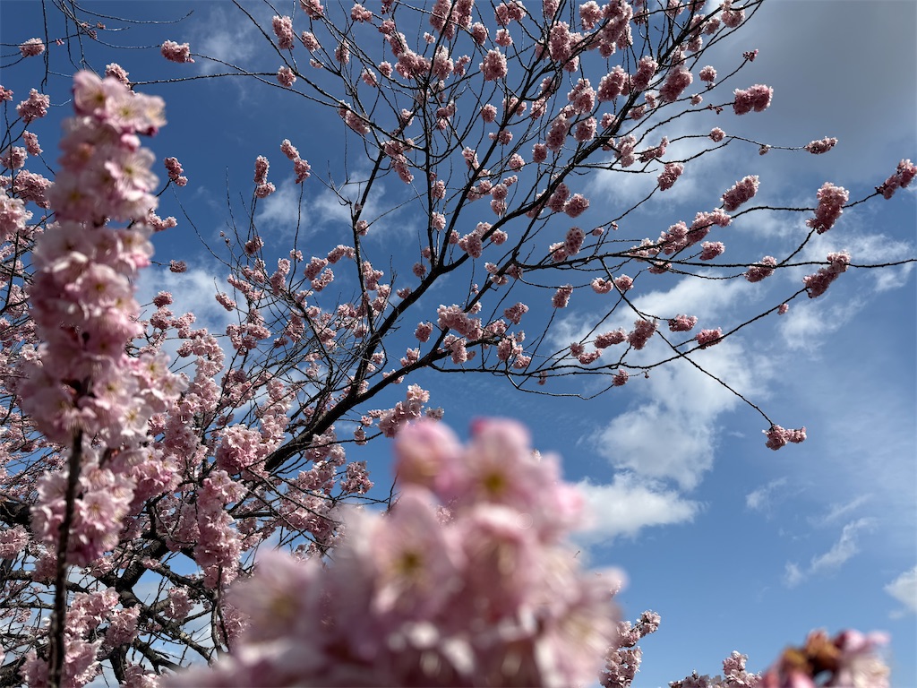 f:id:mp87:20260307215431j:image
