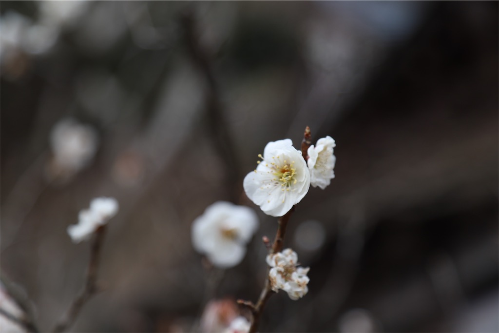 f:id:mp87:20260308222711j:image