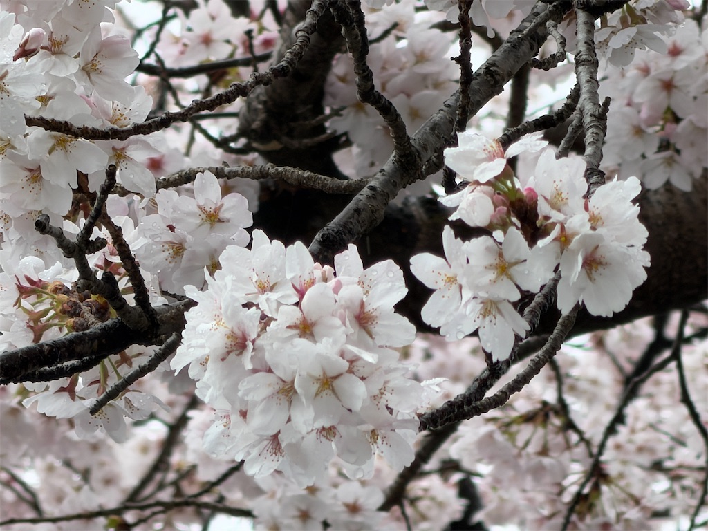 f:id:mp87:20260401213025j:image