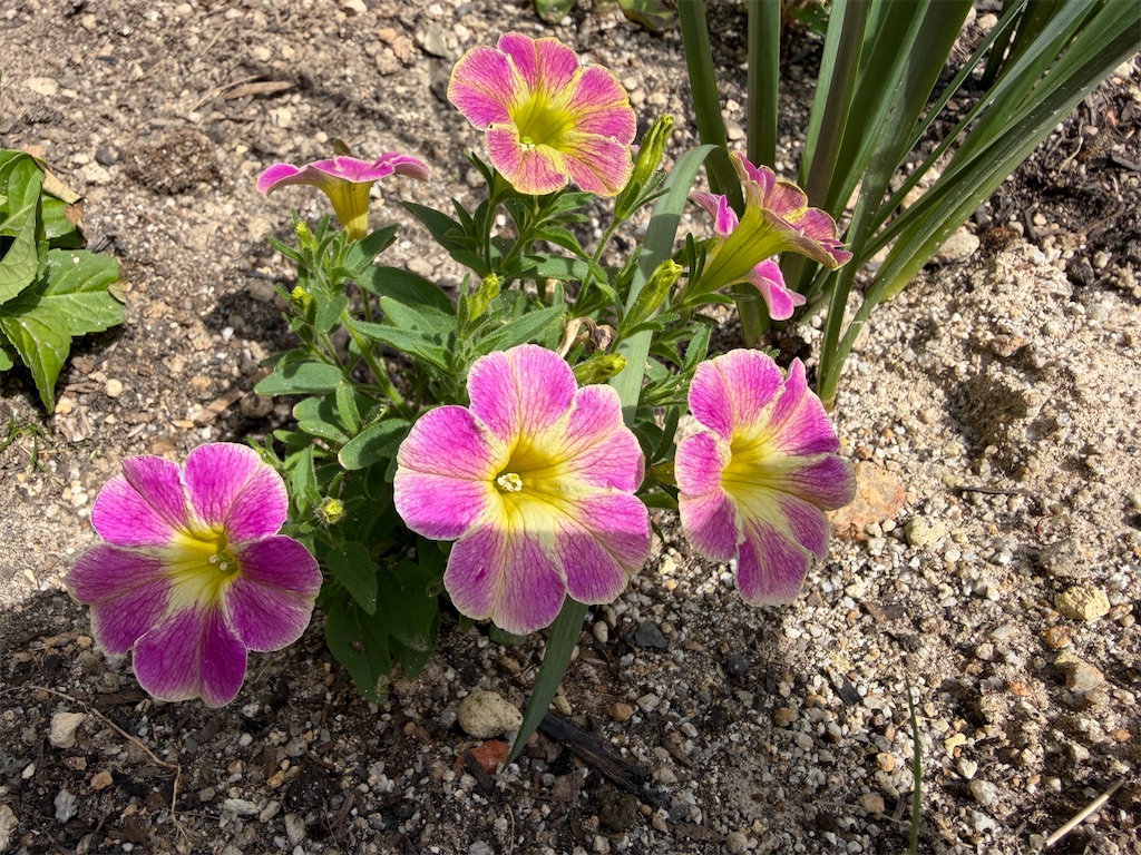 f:id:mp87:20260512212501j:image