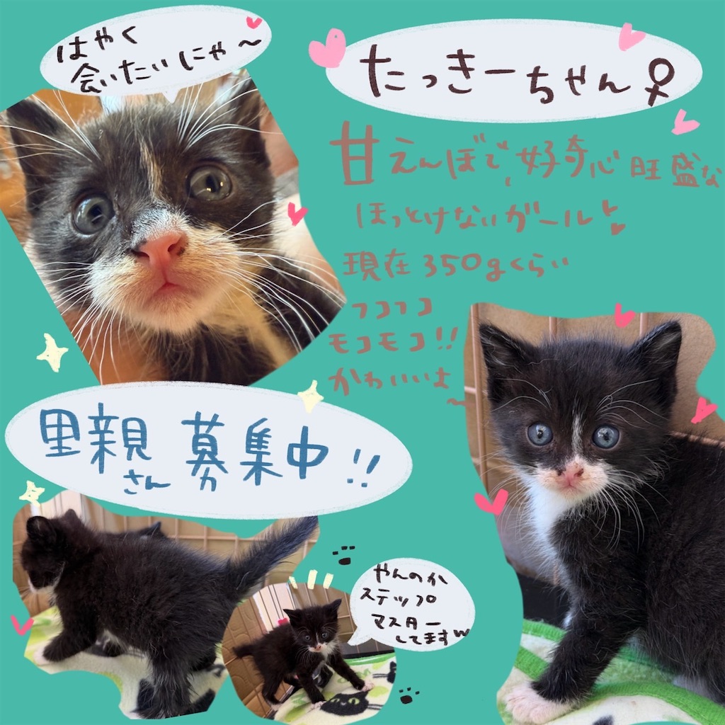 f:id:mp87:20260517222023j:image f:id:mp87:20260517222023j:image