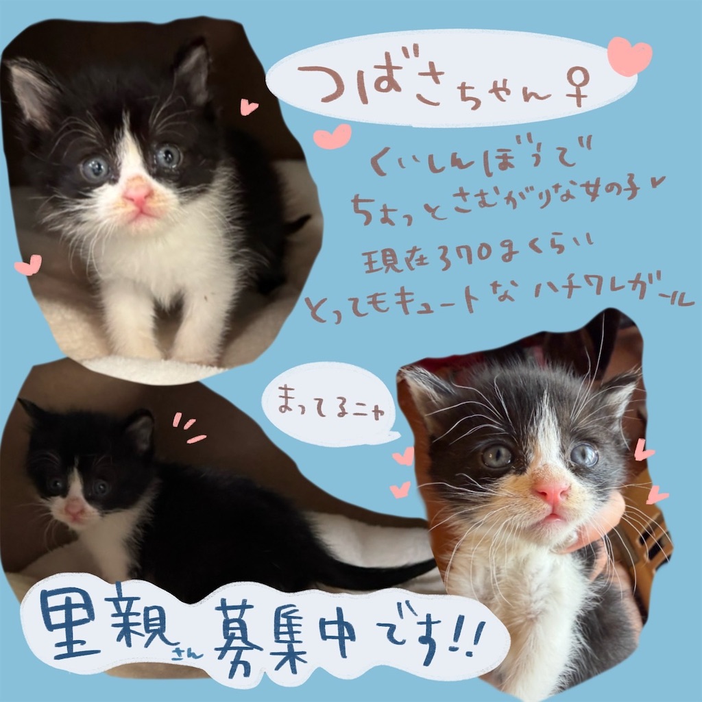 f:id:mp87:20260517222034j:image f:id:mp87:20260517222034j:image