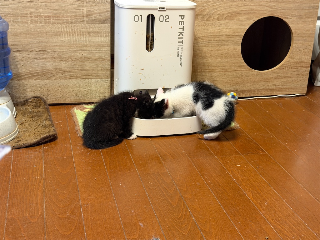 f:id:mp87:20260601231519j:image
