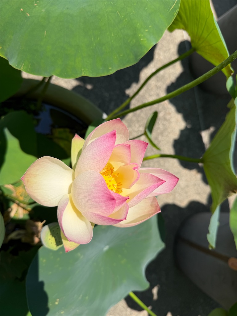 f:id:mp87:20260613181438j:image