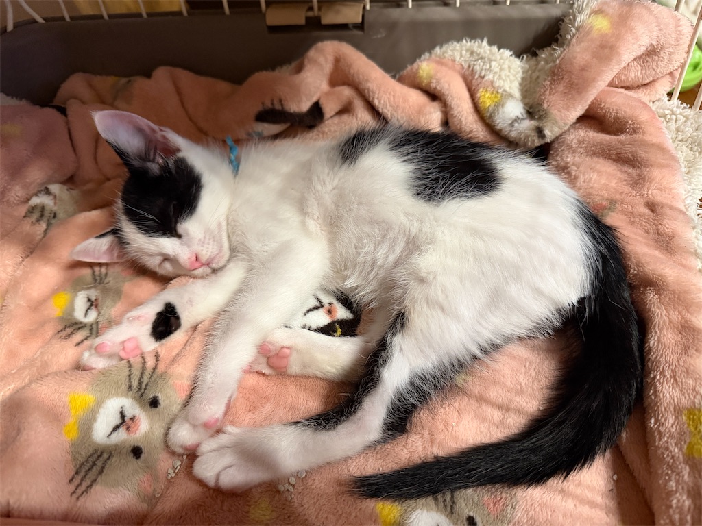 f:id:mp87:20260620193251j:image