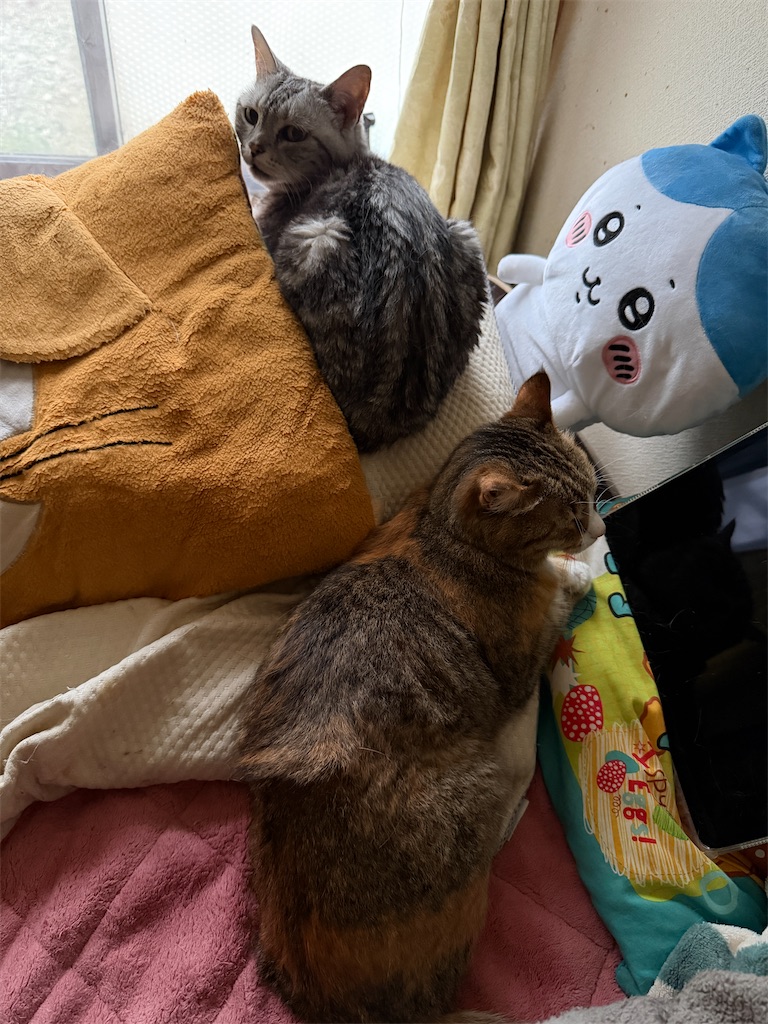 f:id:mp87:20260622204927j:image