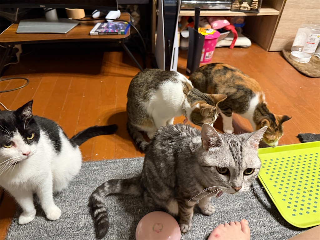 f:id:mp87:20260625213038j:image
