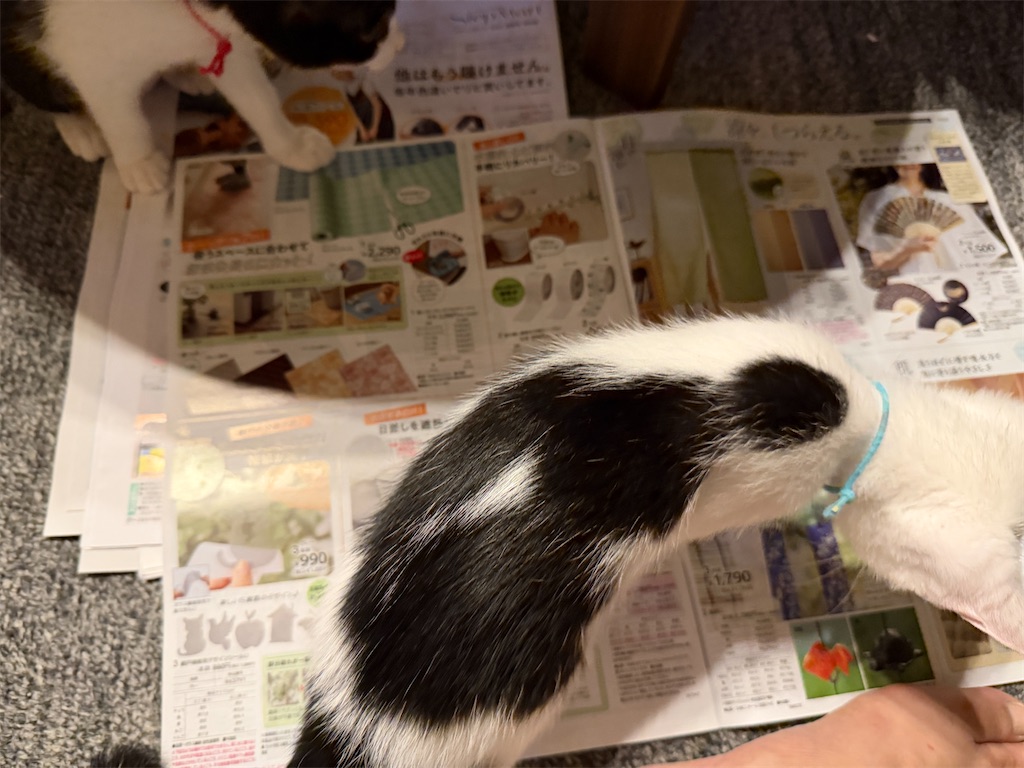 f:id:mp87:20260702213510j:image