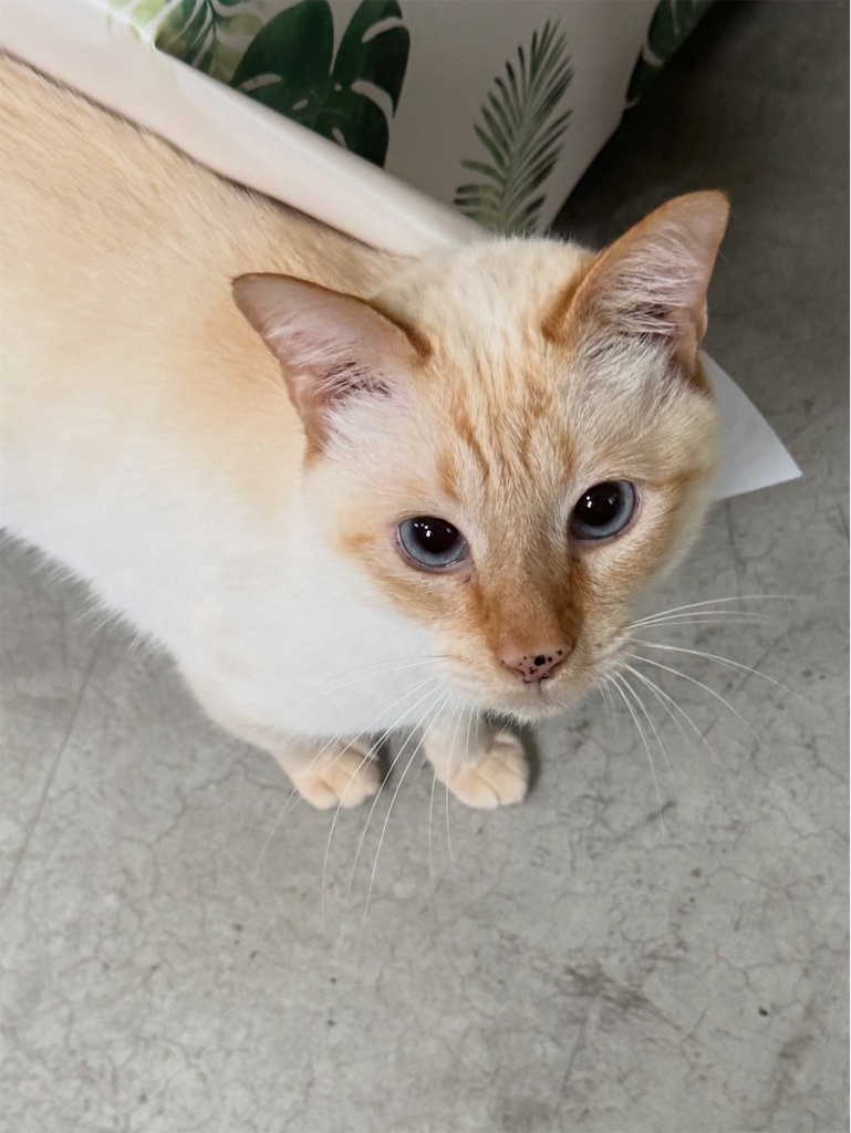 f:id:mp87:20260707213934j:image
