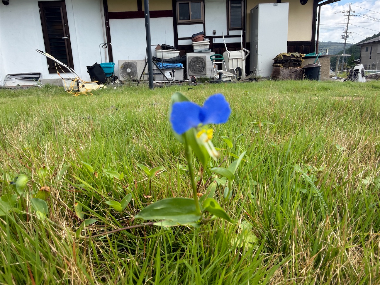 芝刈り体験してみる? - ネコオフィス