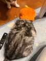 20261003225820