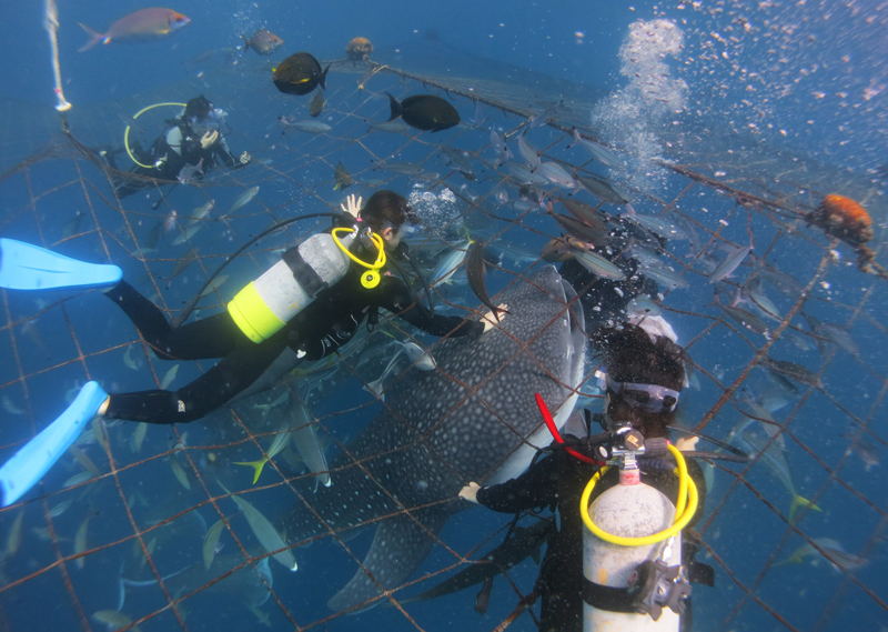 f:id:mpbokenjima:20180710134726j:plain