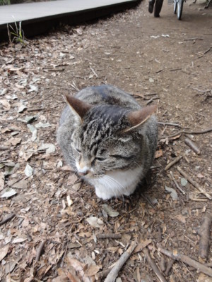 f:id:mpdstyle:20100328115429j:image