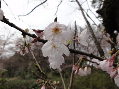 f:id:mpdstyle:20100328120414j:image