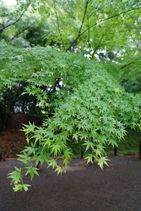 f:id:mpdstyle:20130502101605j:image