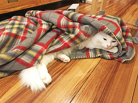 f:id:mptvstaff:20161228143516j:plain