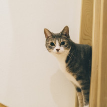 f:id:mptvstaff:20161228143645j:plain