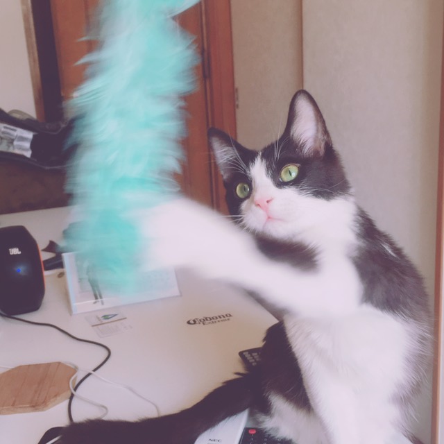 f:id:mptvstaff:20180214175945j:plain