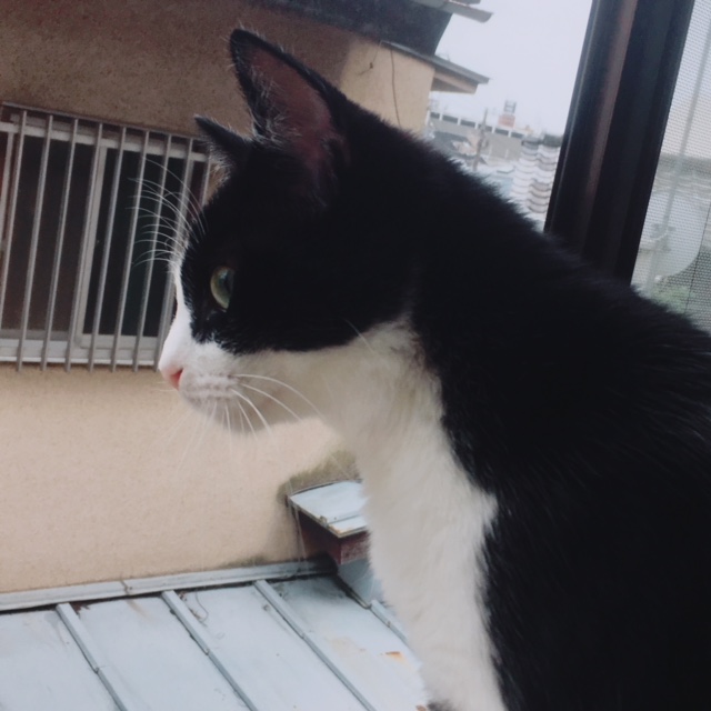 f:id:mptvstaff:20180531164136j:plain