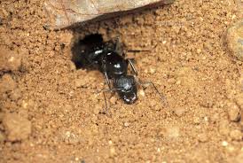 f:id:mptvstaff:20180605123119j:plain