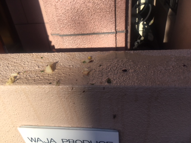 f:id:mptvstaff:20180701042132j:plain