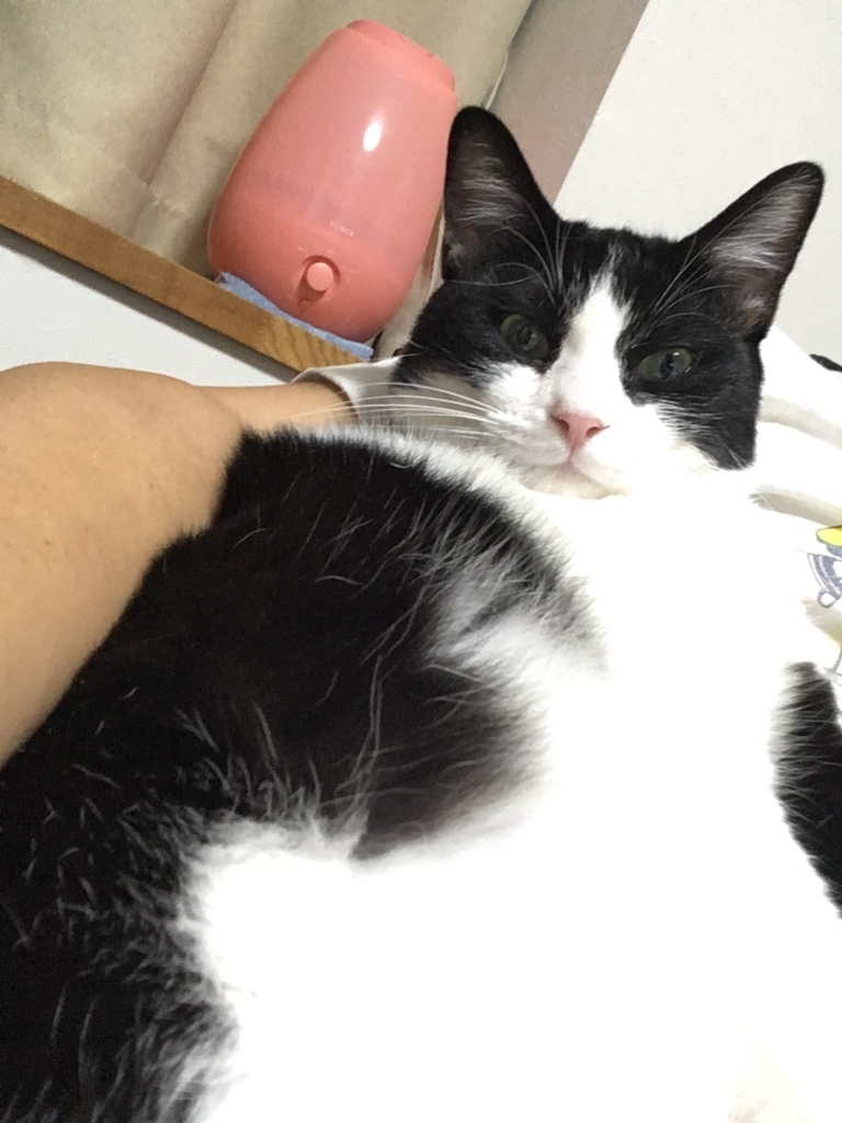 f:id:mptvstaff:20180717004003j:plain