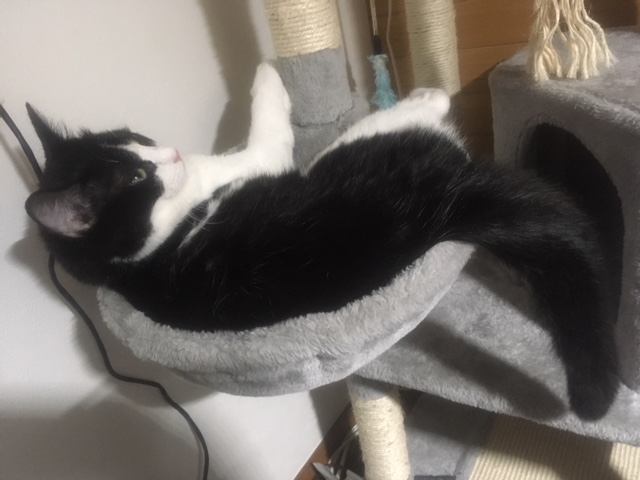 f:id:mptvstaff:20180920010622j:plain