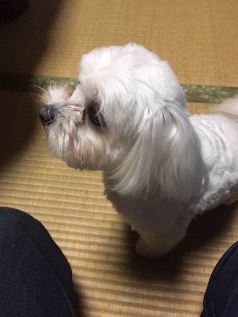 f:id:mptvstaff:20181114185102j:plain f:id:mptvstaff:20181114185102j:plain