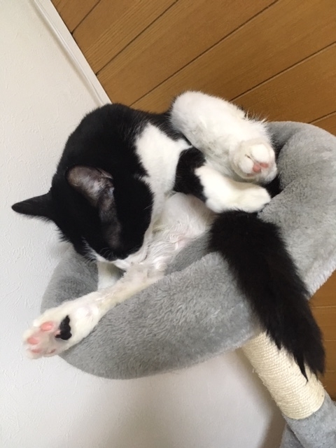 735鐘目 昔は 5ナンバー が多かったけど 気がつけば 3ナンバー が増えていたのはなぜでしょうの巻 エムpのイケてる大人計画 昨日より今日はもっと ２ 素敵 Blog イケてる大人計画