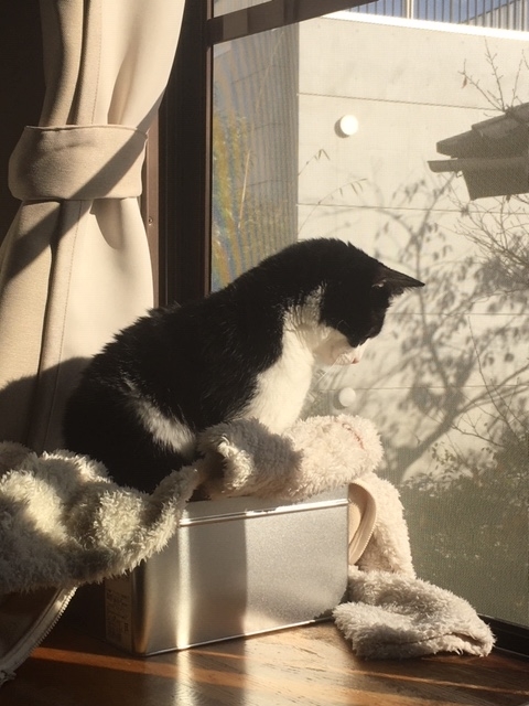 f:id:mptvstaff:20191205160246j:plain