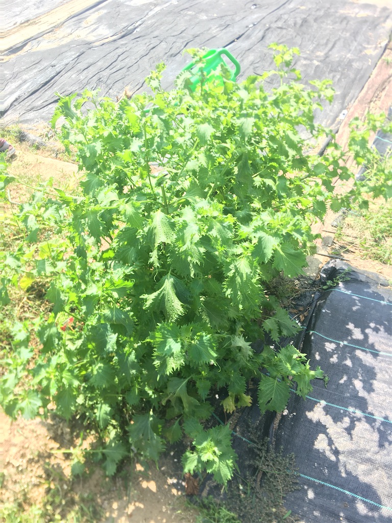 f:id:mqchaso:20201002235900j:image