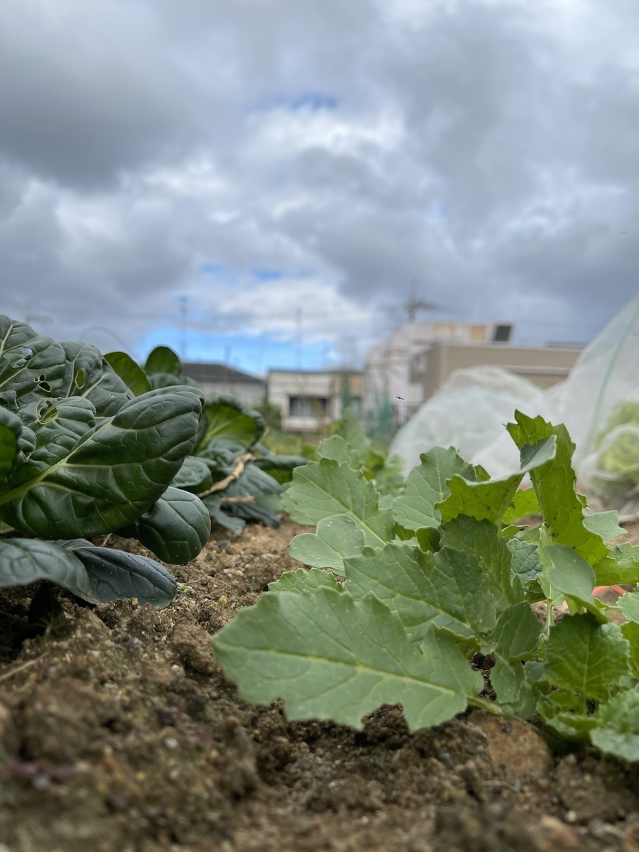 f:id:mqchaso:20201202215523j:plain