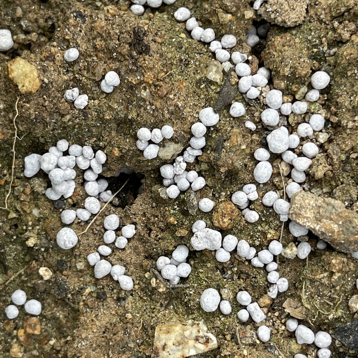 f:id:mqchaso:20201202215646j:plain