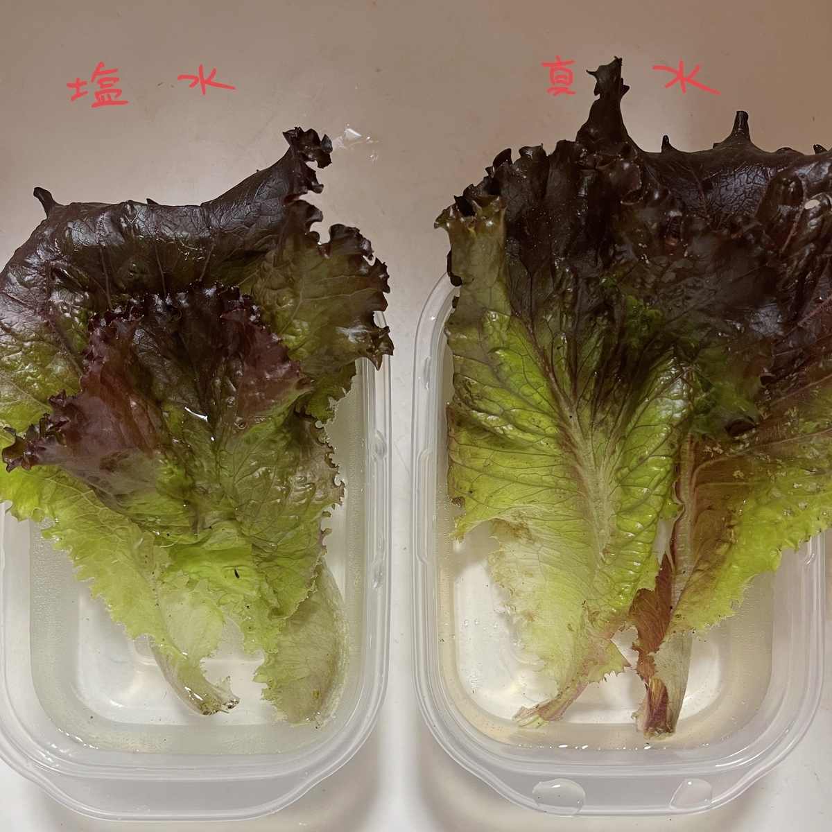 野菜のシャキシャキ感の秘密は 細胞レベルで読み解く鮮度保持の秘訣 三児の父はスキマ時間でカルチャーライフ