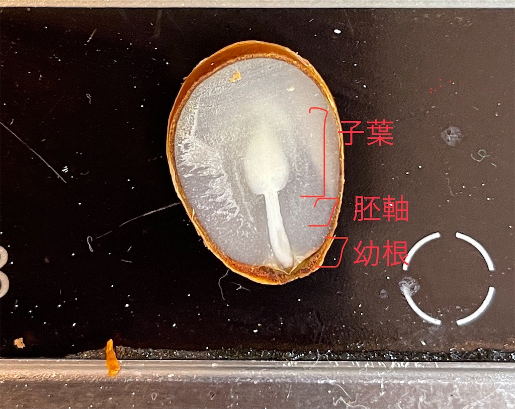 胚軸長: 胚軸 構造 – BREQ