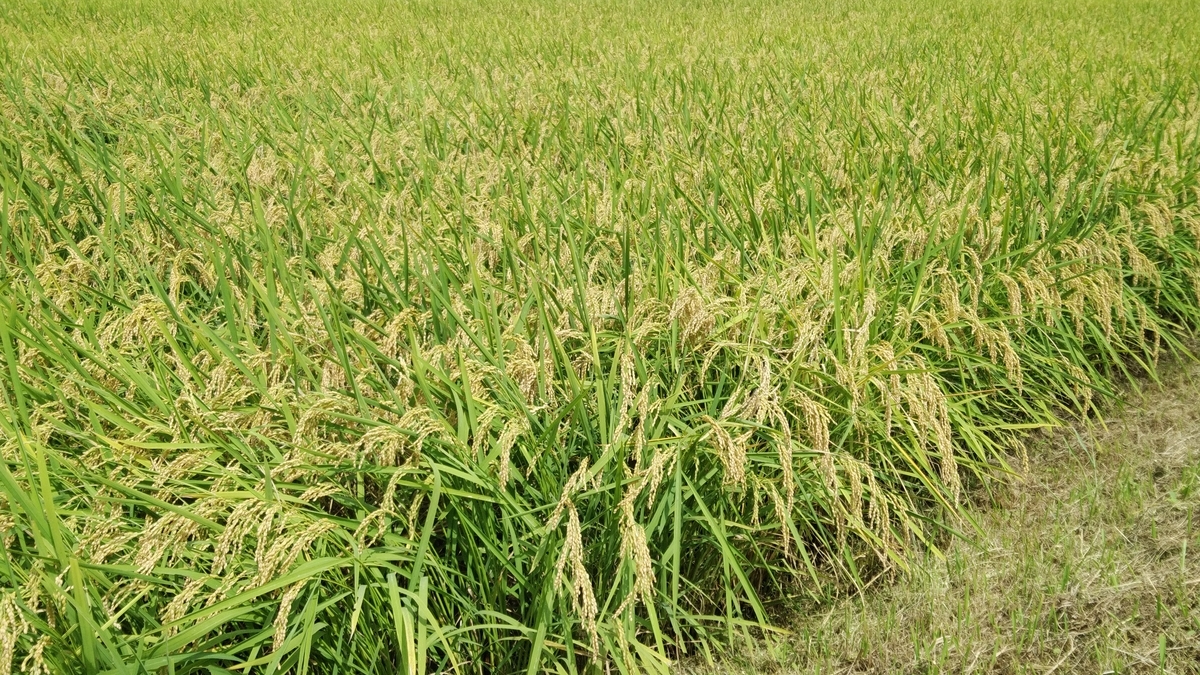 f:id:mr-5160-hate:20190905040728j:plain