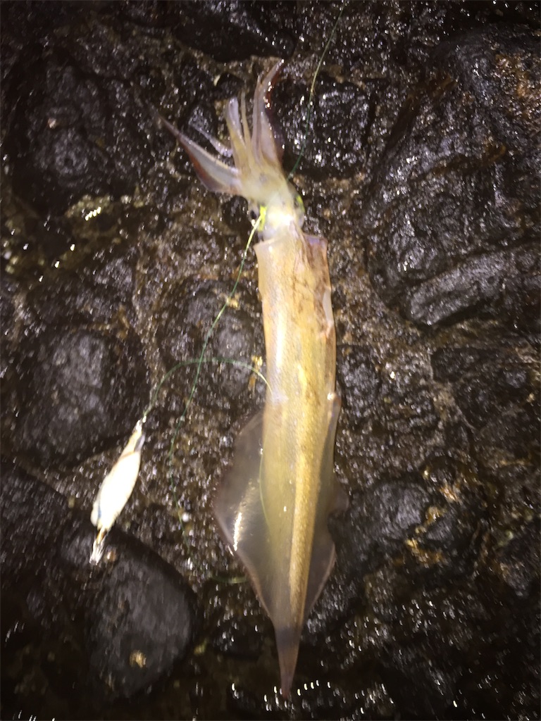 釣果を求めホッケ釣り 自然と戯れる