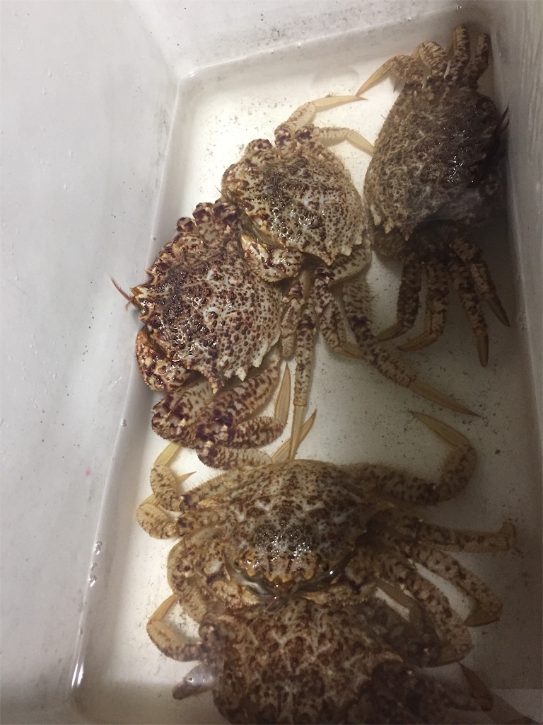 函館クリガニ 日中の部 自然と戯れる